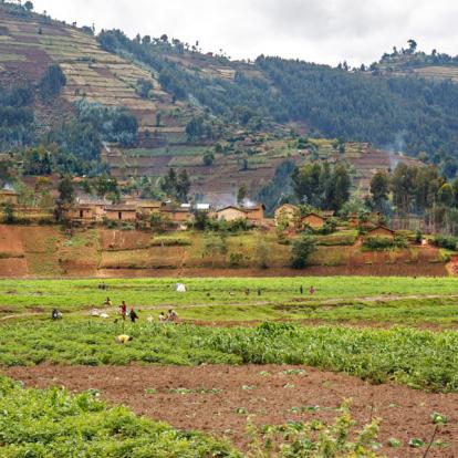 Voyage au Rwanda : Immersion au Pays du Gorille