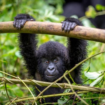 Circuit au Rwanda : Immersion au Pays du Gorille