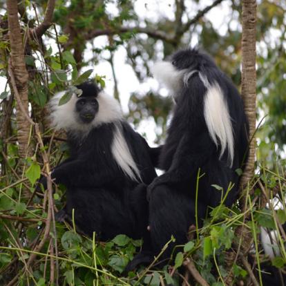 Voyage au Rwanda : Le Pays des Mille Collines