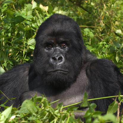 Circuit au Rwanda - Le Pays des Mille Collines