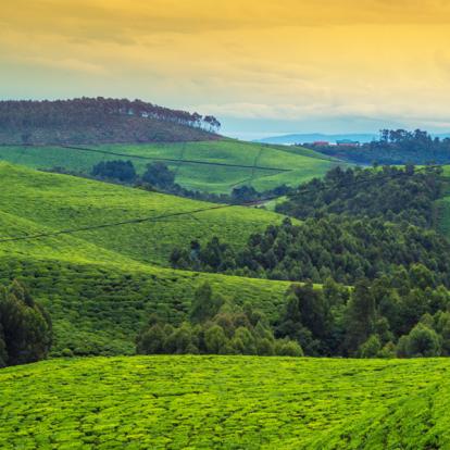 Circuit au Rwanda : Le Pays des Mille Collines