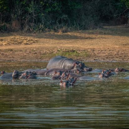 Voyage au Rwanda : Le Pays des Mille Collines