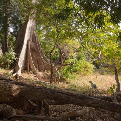 Voyage au Sénégal : Mystérieuse Casamance