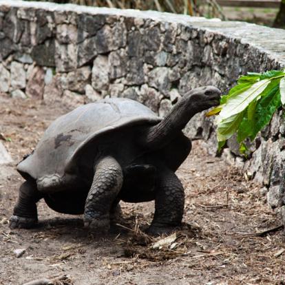 Voyage aux Seychelles : Séjour Cocos de Mer aux Seychelles