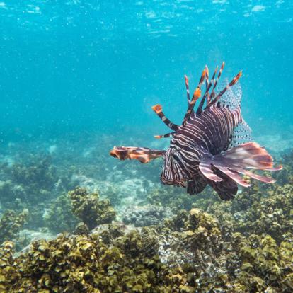 Voyage aux Seychelles : Séjour Frangipanier aux Seychelles