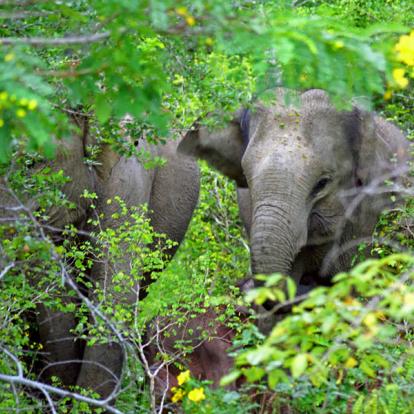 Circuit au Sri Lanka : Backpacker Tour au Sri Lanka