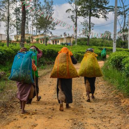 Voyage au Sri Lanka : Backpacker Tour au Sri Lanka