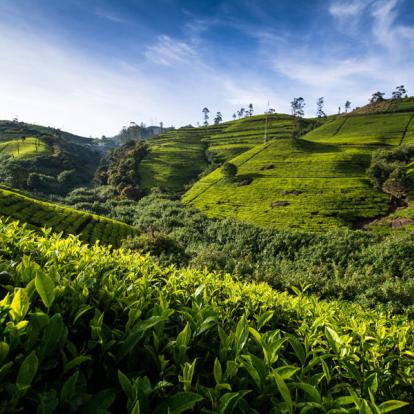 Voyage au Sri Lanka : Backpacker Tour au Sri Lanka
