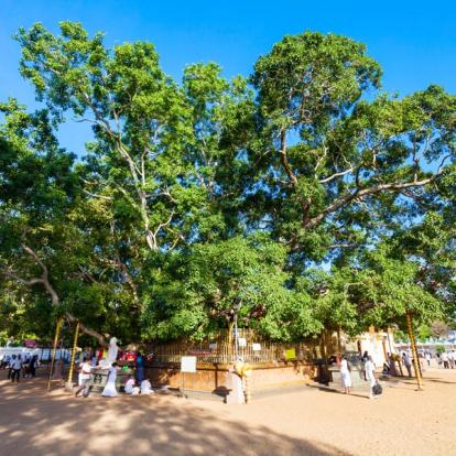 Voyage au Sri Lanka : Backpacker Tour au Sri Lanka