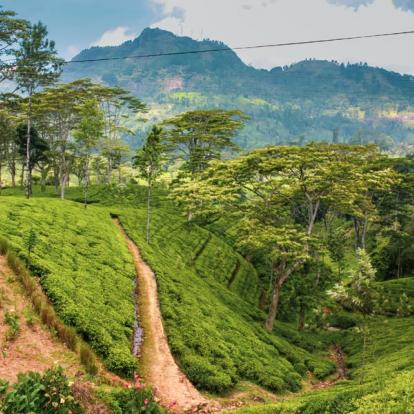 Voyage au Sri Lanka - Le Sri Lanka dans tous ses états