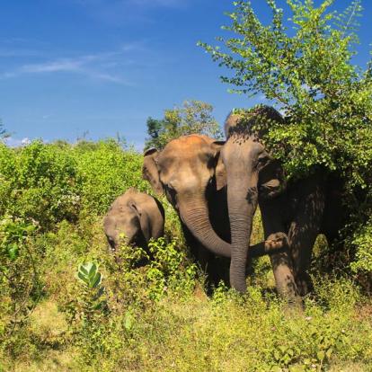 Voyage au Sri Lanka - Le Sri Lanka dans tous ses états