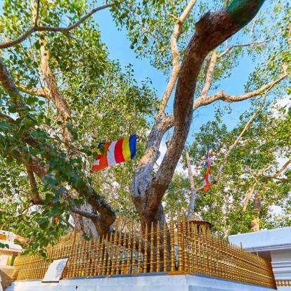 Voyage au Sri Lanka : L''Essentiel