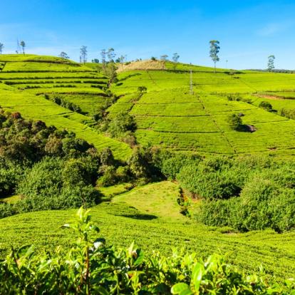 Voyage au Sri Lanka : L''Essentiel