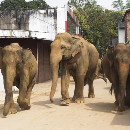 Circuit au Sri Lanka : L''Essentiel