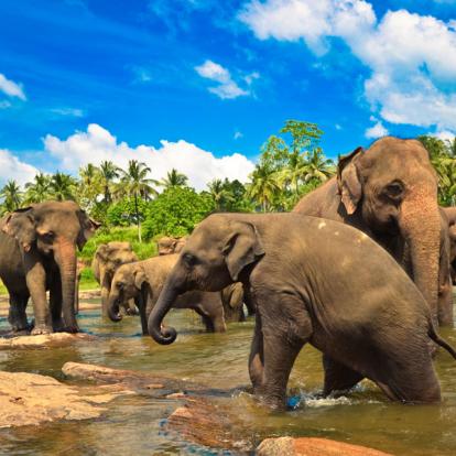 Voyage au Sri Lanka : .Le Sri Lanka en Famille