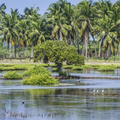 Circuit au Sri Lanka : Le Sri Lanka...Tout Simplement
