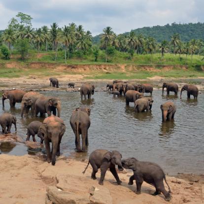 Circuit au Sri Lanka : Retour sur le Sri Lanka Colonial