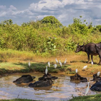 Voyage au Sri Lanka : Trésors naturel du Sri Lanka