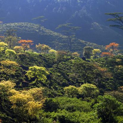 Circuit au Sri Lanka : Trésors naturel du Sri Lanka