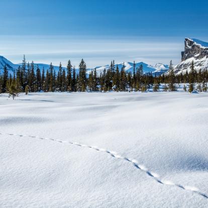 Circuit en Suède: Trek d'hiver dans le parc National de Sarek