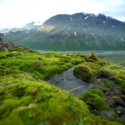 Voyage en Suède: Trek d'Eté dans le Parc National de Sarek