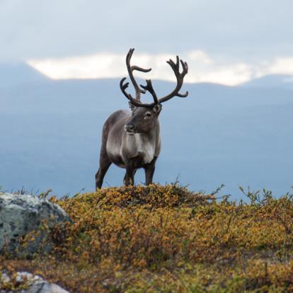 Circuit en Suède: Trek d'Eté dans le Parc National de Sarek