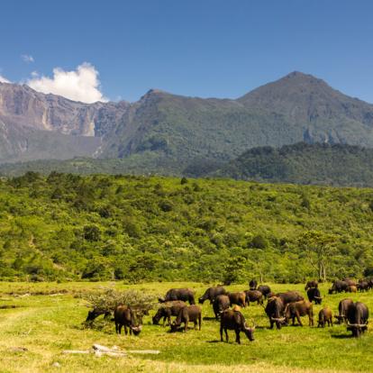 Arusha National Park - Cape Buffalo herd in front of Mount Meru Voyage en Tanzanie : L’Ascension du Mont Meru