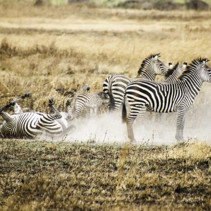 Mikumi National Park Voyage en Tanzanie : Le « Petit Serengeti » et l’Ile aux Epices