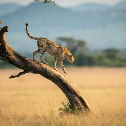 Circuit en Tanzanie : Safari camping en Tanzanie du Nord