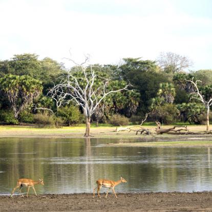 Voyage en Tanzanie : Terre et mer, Géants de Tanzanie