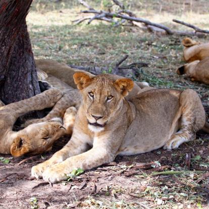 Safari en Tanzanie : Terre et mer, Géants de Tanzanie