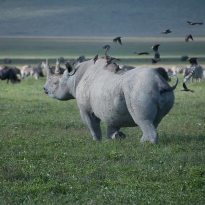 Voyage en Tanzanie : Trésors et Tribus de Tanzanie
