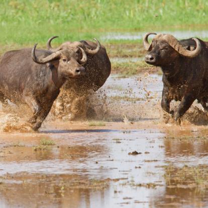 Voyage en Tanzanie : Trésors et Tribus de Tanzanie