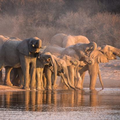 Ruaha NP - Elephant Voyage en Tanzanie : Une Afrique Hors du Temps
