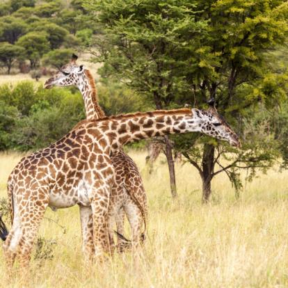 Voyage en Tanzanie : Une Afrique Hors du Temps