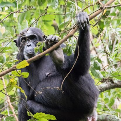 Voyage en Tanzanie : Une Afrique Hors du Temps