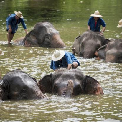 Circuit en Thaïlande : Sur la Piste des Elephants