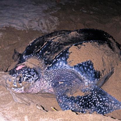 Voyage à Trinité et Tobago: La Facette Sauvage de la Caraïbe