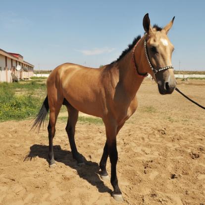 Voyage au Turkménistan : Les Charmes Cachés du Désert