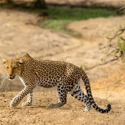 Lower Zambezi National Park Voyage en Zambie : Zambezi de Charme