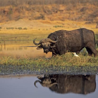 Voyage au Zimbabwe : Best of du Zimbabwe