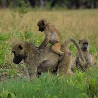 Voyage au Zimbabwe : Voyage Découverte du Zimbabwe en Terre Ndébélé