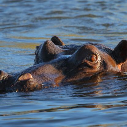 Circuit au Zimbabwe : Les Splendeurs du Zimbabwe en Famille