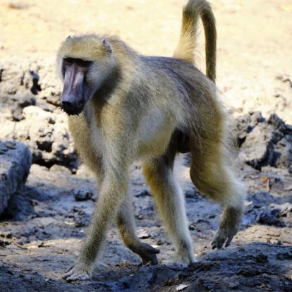 Voyage au Zimbabwe : Safaris Aficionados