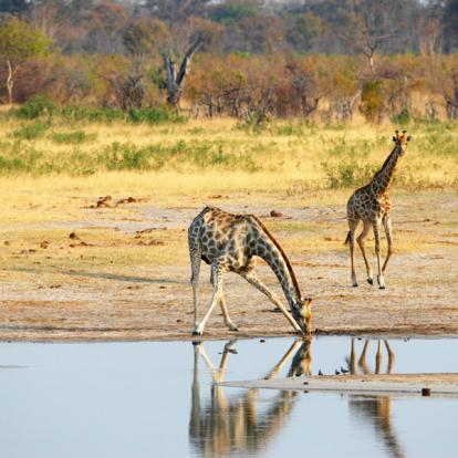 Voyage au Zimbabwe : Safaris Aficionados