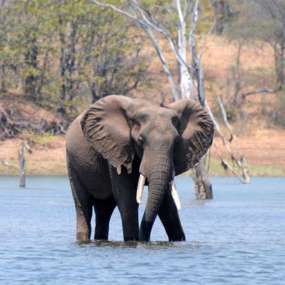 Voyage au Zimbabwe : Safaris Aficionados
