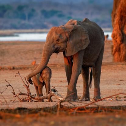 Circuit au Zimbabwe : Safaris Aficionados