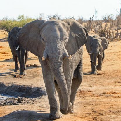 Circuit au Zimbabwe : Safaris Aficionados
