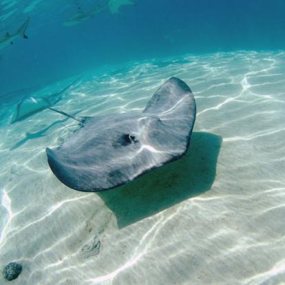 Voyage en Polynésie: Du bleu lagon de Moorea au vert sauvage des Marquises