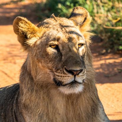 Tsavo NP Kenya : A la découverte des Parcs Kenyans